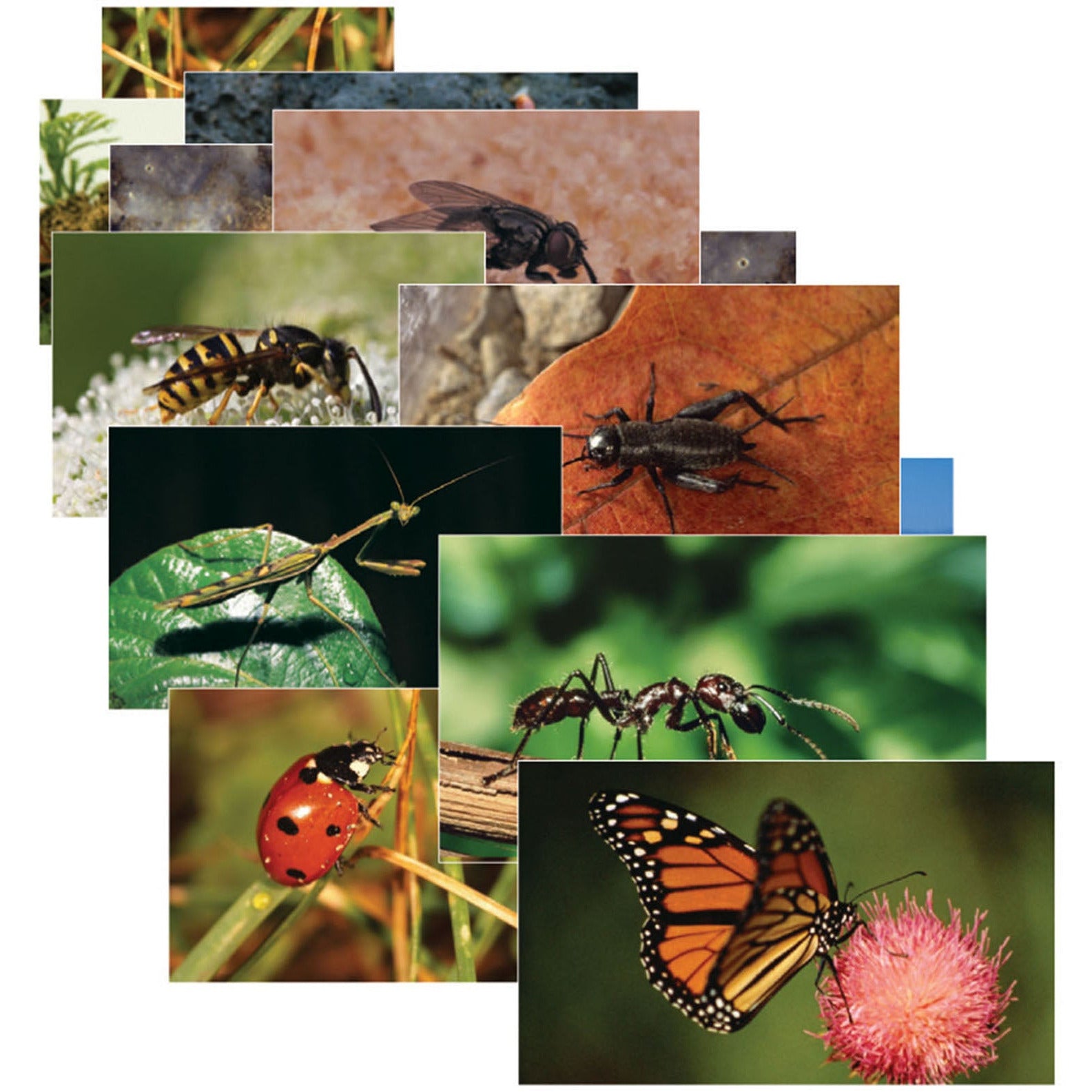 Insects & Bugs Real Life Learning Poster Card Set, Set of 14 - A1 School Supplies